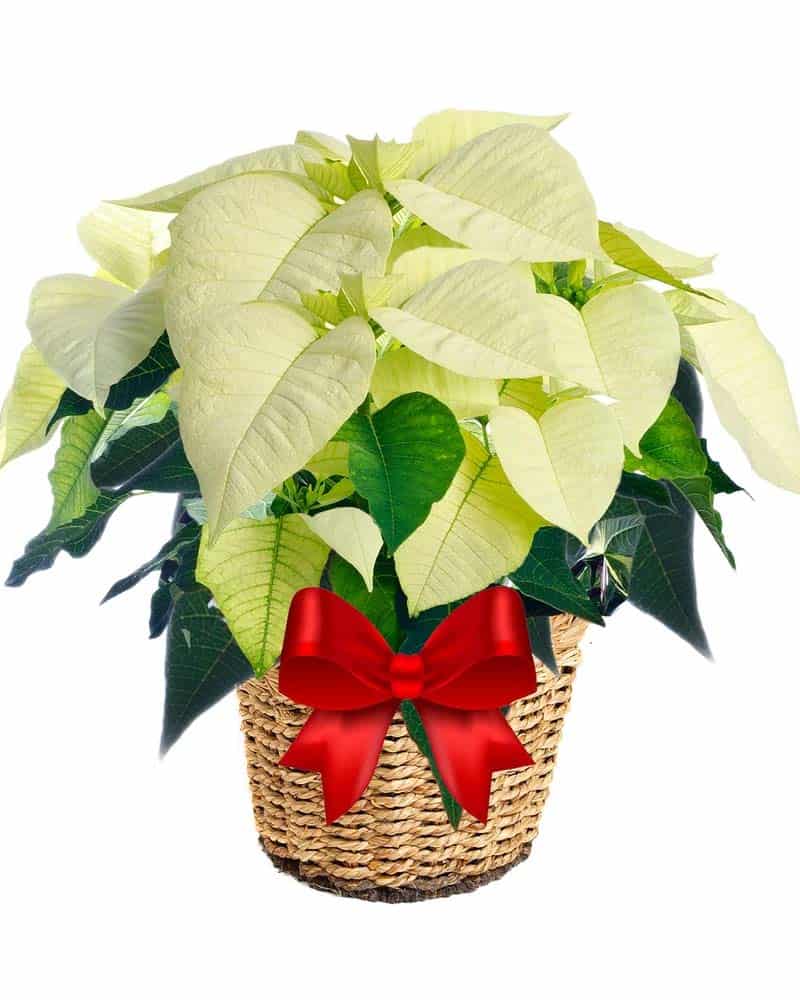 Poinsettia