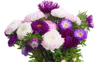 Maher's Florist Offers Great September Birthday Flowers and Plants LOCAL SAME DAY & EXPRESS DELIVERY