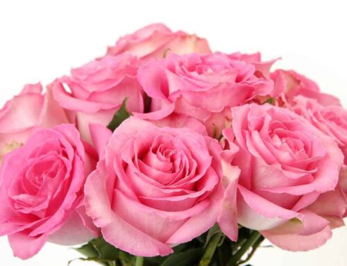 Maher’s Florist Serves Anne Arundel Medical Center Breast Center with Same Day Flower Delivery