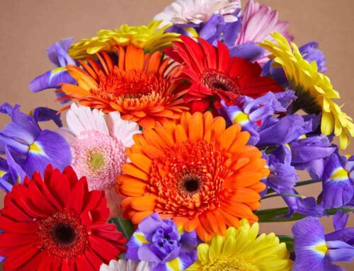 Arnold Maryland Receives Same Day Flower Delivery from Maher’s Florist