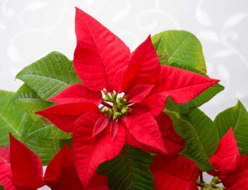 Maher’s Florist Offers Glen Burnie Maryland Flower Delivery for Christmas and Hanukah Flowers