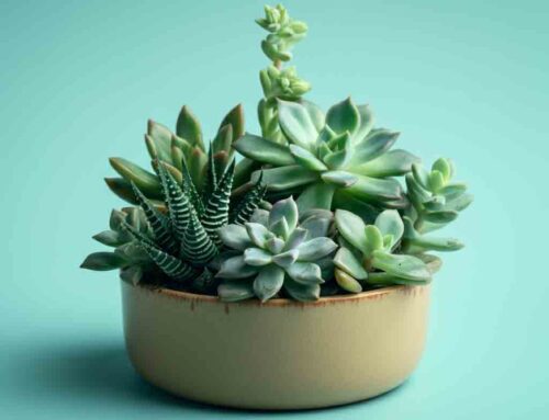 Father’s Day Plants and Flowers are Thoughtful and Can Brighten any Dad’s Day