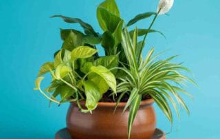 Plant Dish with Snake., Pothos and Peace Lily