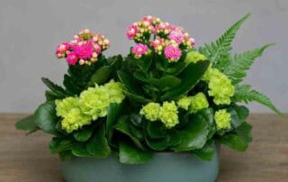 Fall Plant Garden Dish with Mixed Green and Flowering Plants