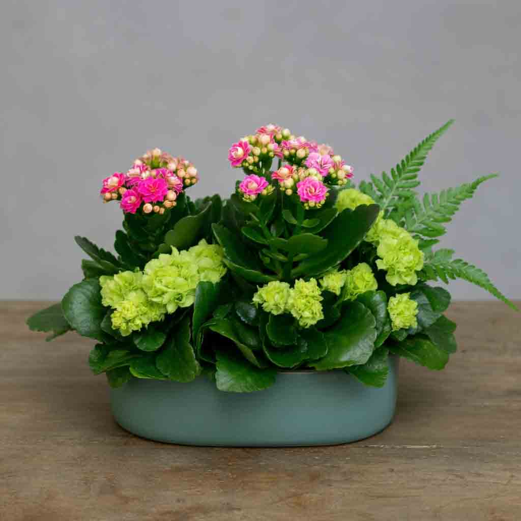 Fall Plant Garden Dish with Mixed Green and Flowering Plants
