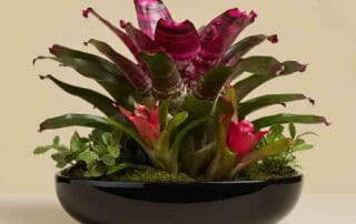 Bosses Day Bromeliad Plant