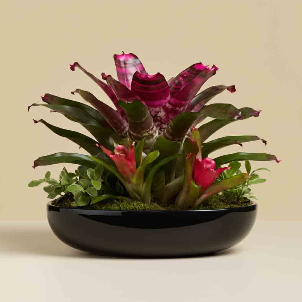 Bosses Day Bromeliad Plant