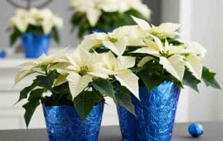 Hanukkah Flowers in Pasadena Maryland