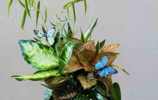 Live Plant Dish