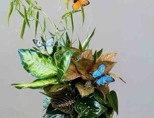 Back-to-School Plants and Flowers – School Delivery